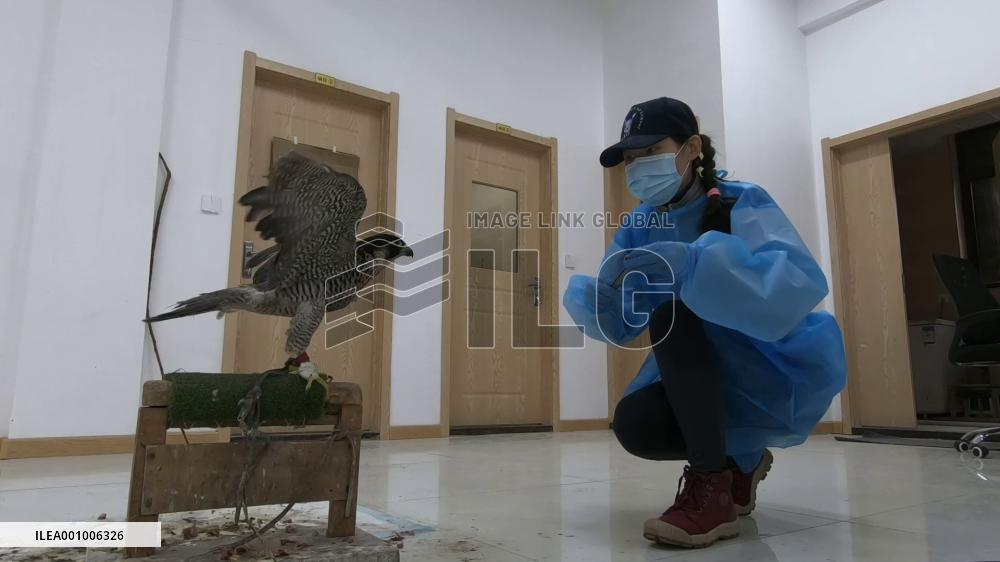 Couple designs creative digital animation to tell story of raptor rescue