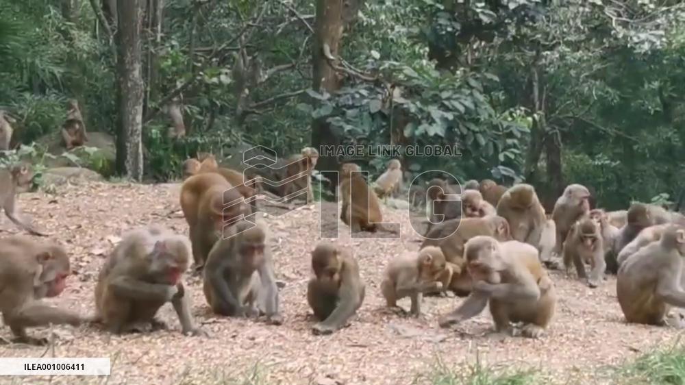 Macaques enjoy summertime in E China's nature reserve