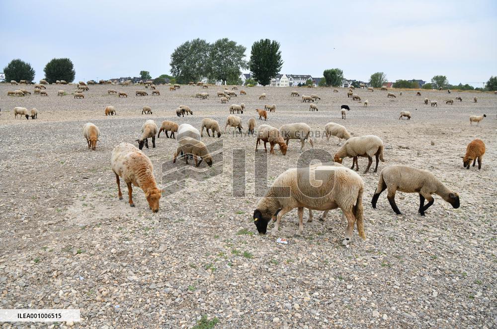 GERMANY-RIVER RHINE-WATER LEVEL
