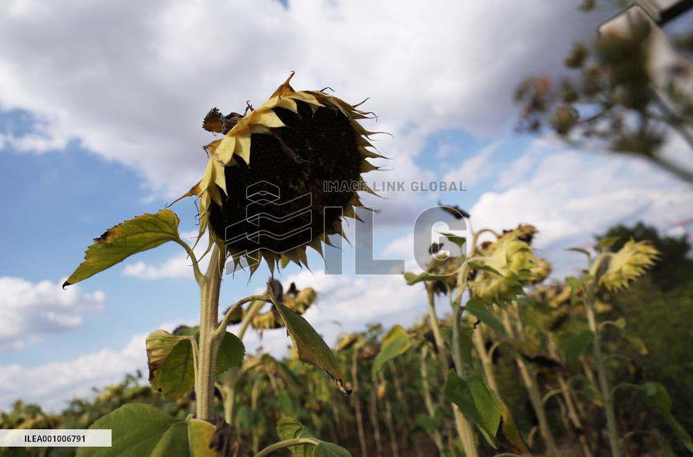 FRANCE-PARIS REGION-DROUGHT