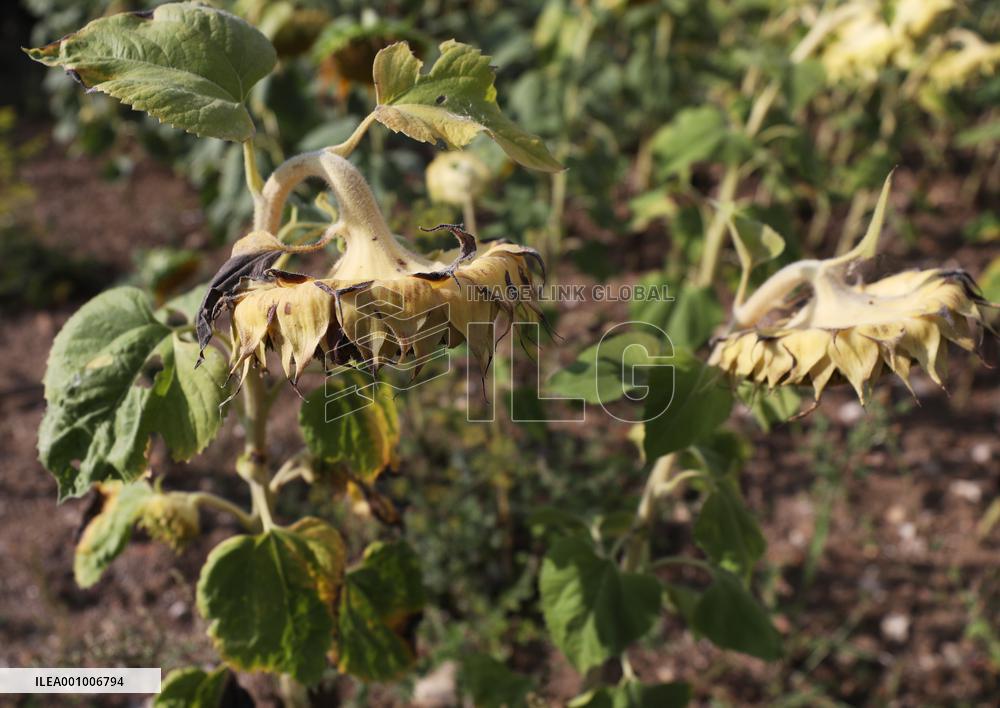 FRANCE-PARIS REGION-DROUGHT