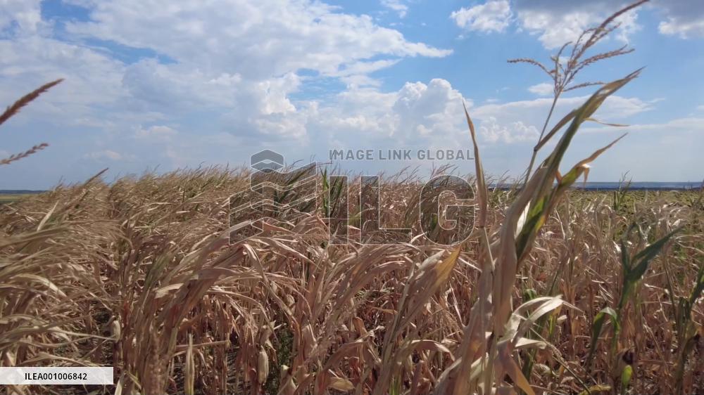 Drought threatens Romania's agricultural production