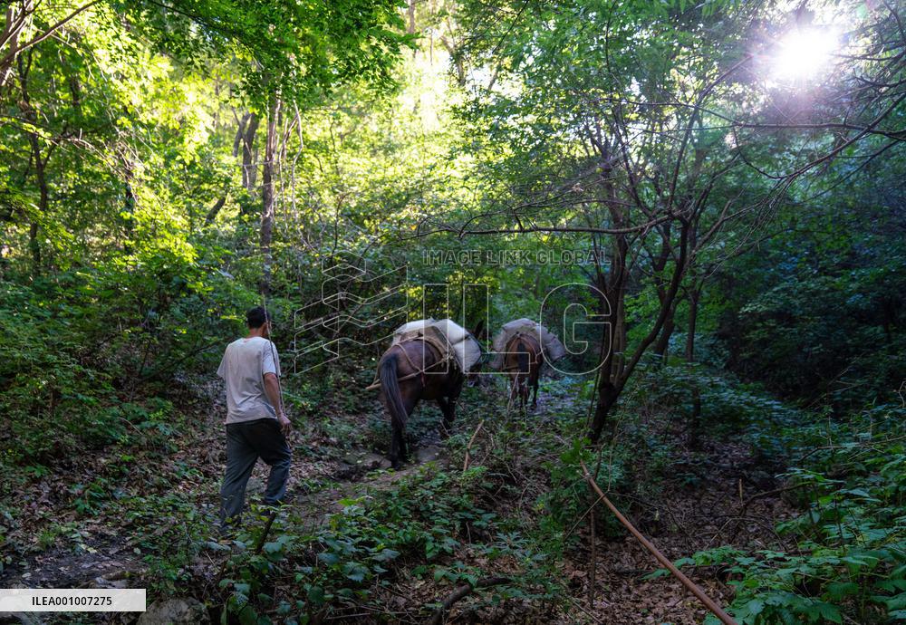 CHINA-BEIJING-GREAT WALL-RESTORATION (CN)
