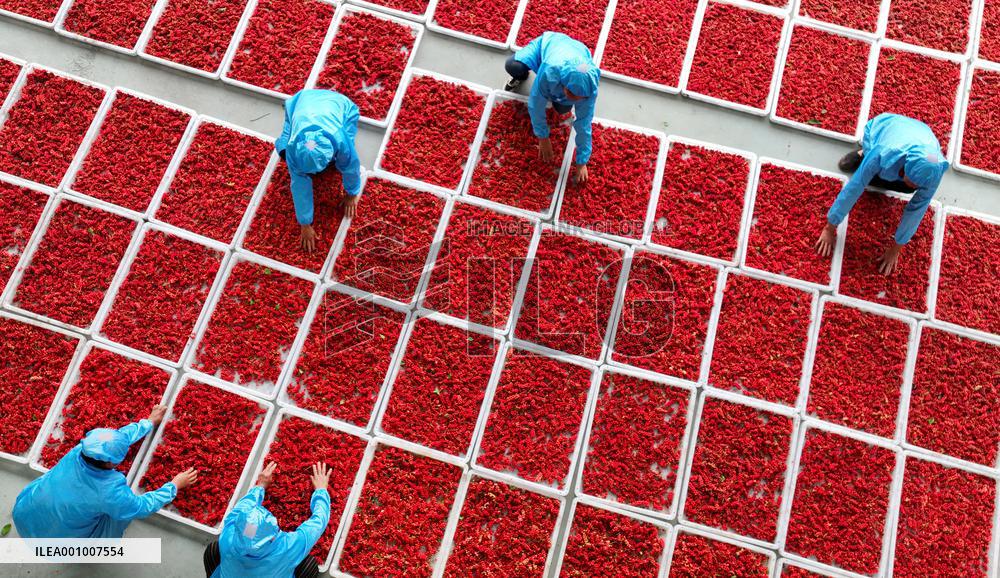 CHINA-SHAANXI-LUONAN-HARVEST-RURAL VITALIZATION(CN)