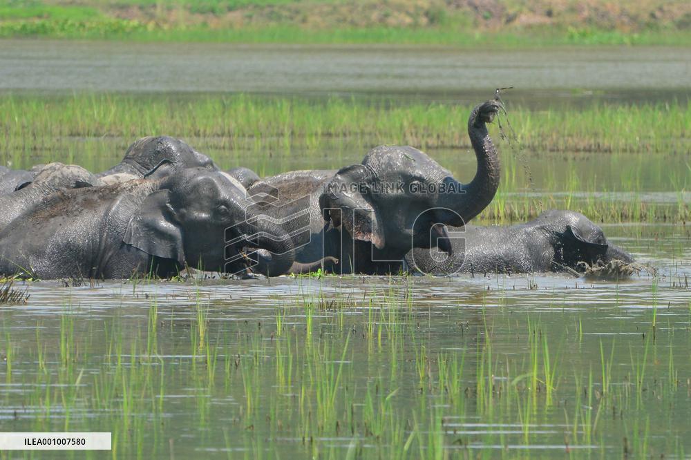 INDIA-ASSAM-GUWAHATI-WILDLIFE-ELEPHANTS
