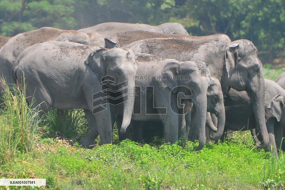 INDIA-ASSAM-GUWAHATI-WILDLIFE-ELEPHANTS