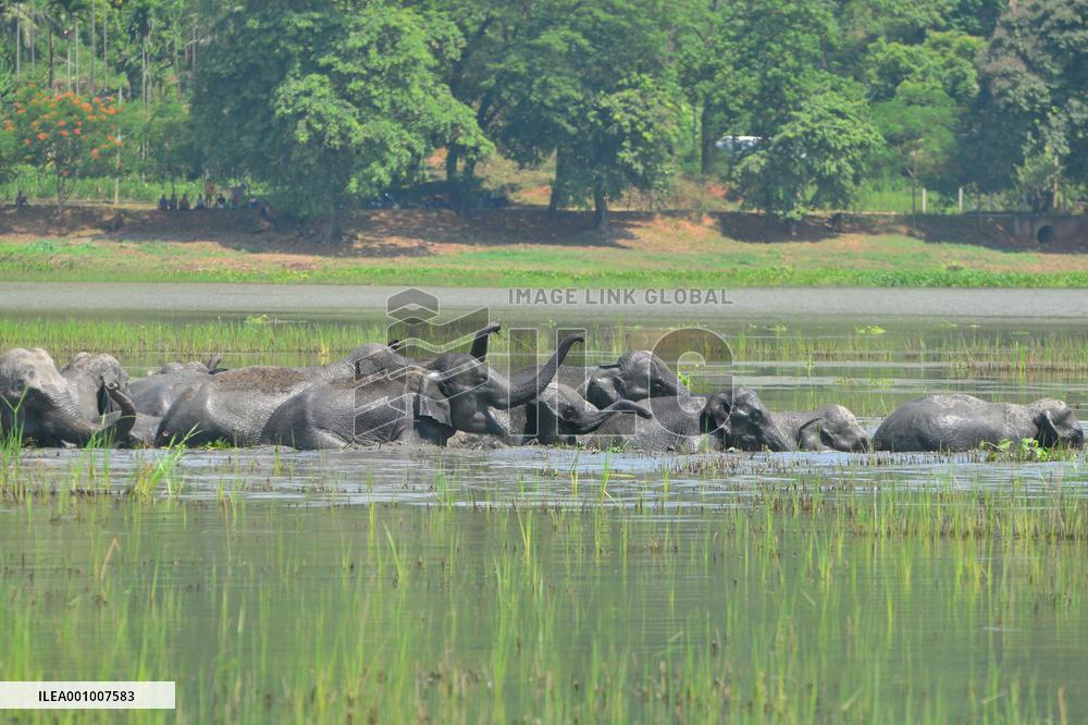 INDIA-ASSAM-GUWAHATI-WILDLIFE-ELEPHANTS