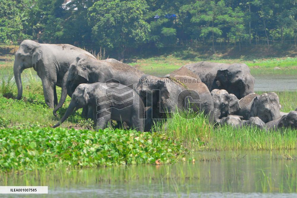 INDIA-ASSAM-GUWAHATI-WILDLIFE-ELEPHANTS