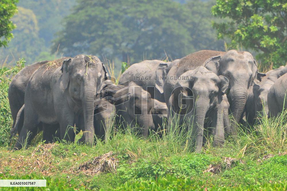 INDIA-ASSAM-GUWAHATI-WILDLIFE-ELEPHANTS
