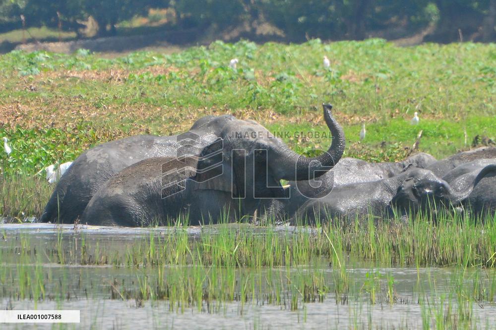 INDIA-ASSAM-GUWAHATI-WILDLIFE-ELEPHANTS