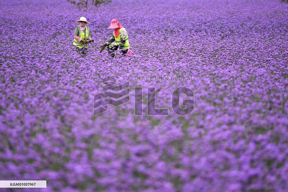 CHINA-GANSU-LANZHOU NEW AREA-DEVELOPMENT (CN)