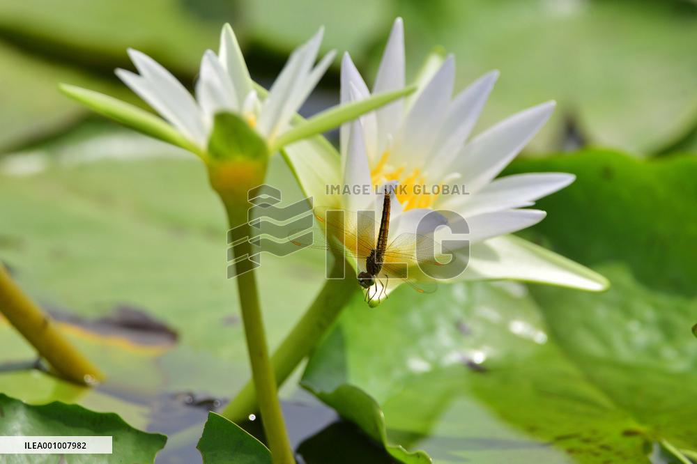 INDIA-ASSAM-MORIGAON-SCENERY