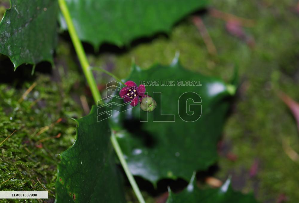 CHINA-CHENGDU-ENDANGERED PLANT-REDISCOVERY (CN)