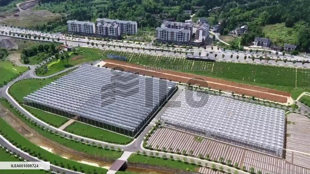 Booming chili pepper industry helps "spicy economy" flourish in SW China