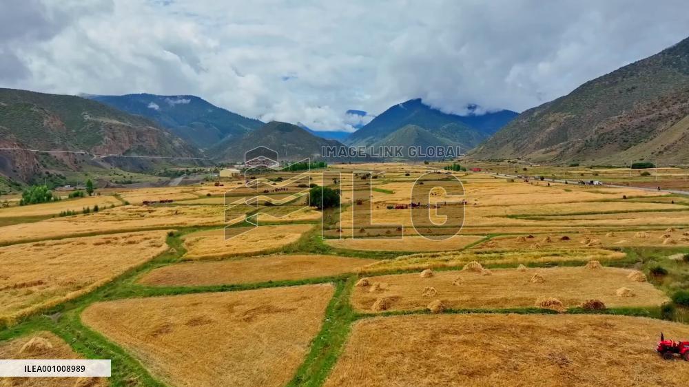 GLOBALink | China's Tibet takes measures to ensure autumn harvest amid COVID-19