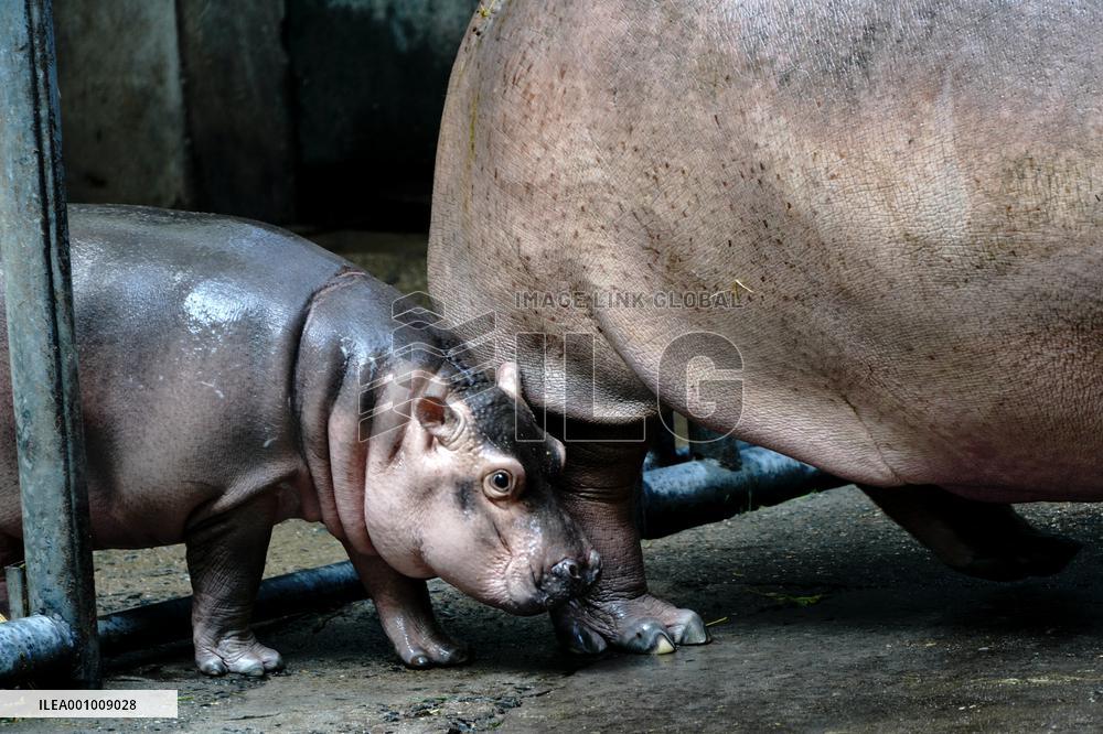 CHINA-SHANGHAI-ZOO-HIPPO (CN)