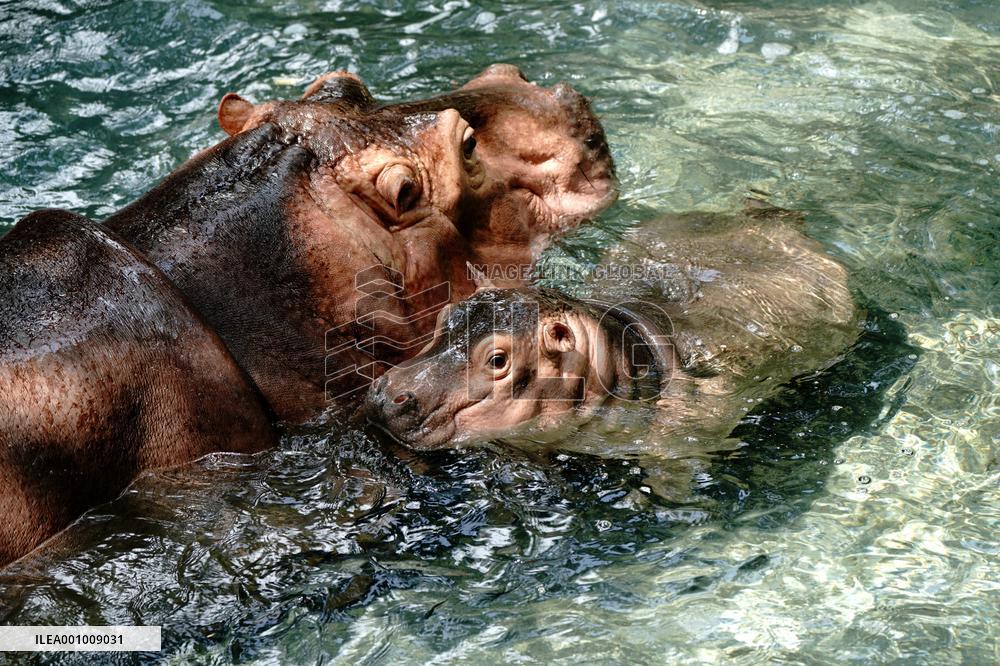 CHINA-SHANGHAI-ZOO-HIPPO (CN)