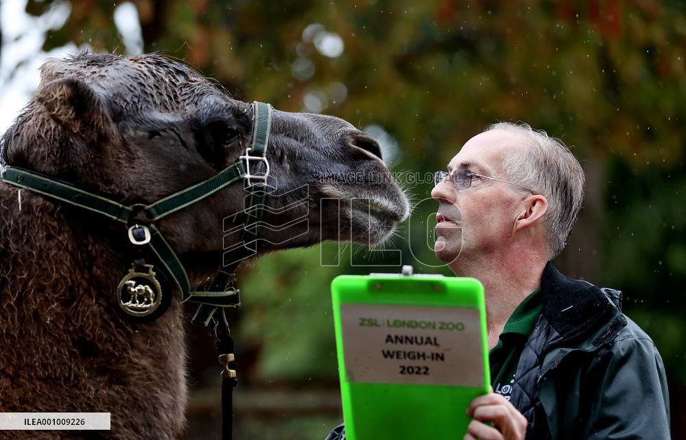 BRITAIN-LONDON-ZSL LONDON ZOO-ANNUAL WEIGH-IN