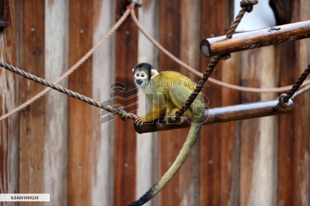 BRITAIN-LONDON-ZSL LONDON ZOO-ANNUAL WEIGH-IN