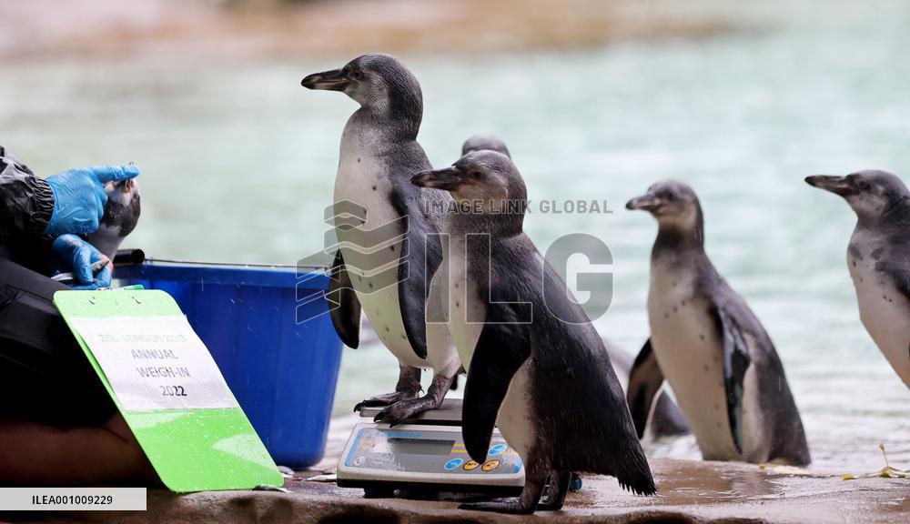 BRITAIN-LONDON-ZSL LONDON ZOO-ANNUAL WEIGH-IN
