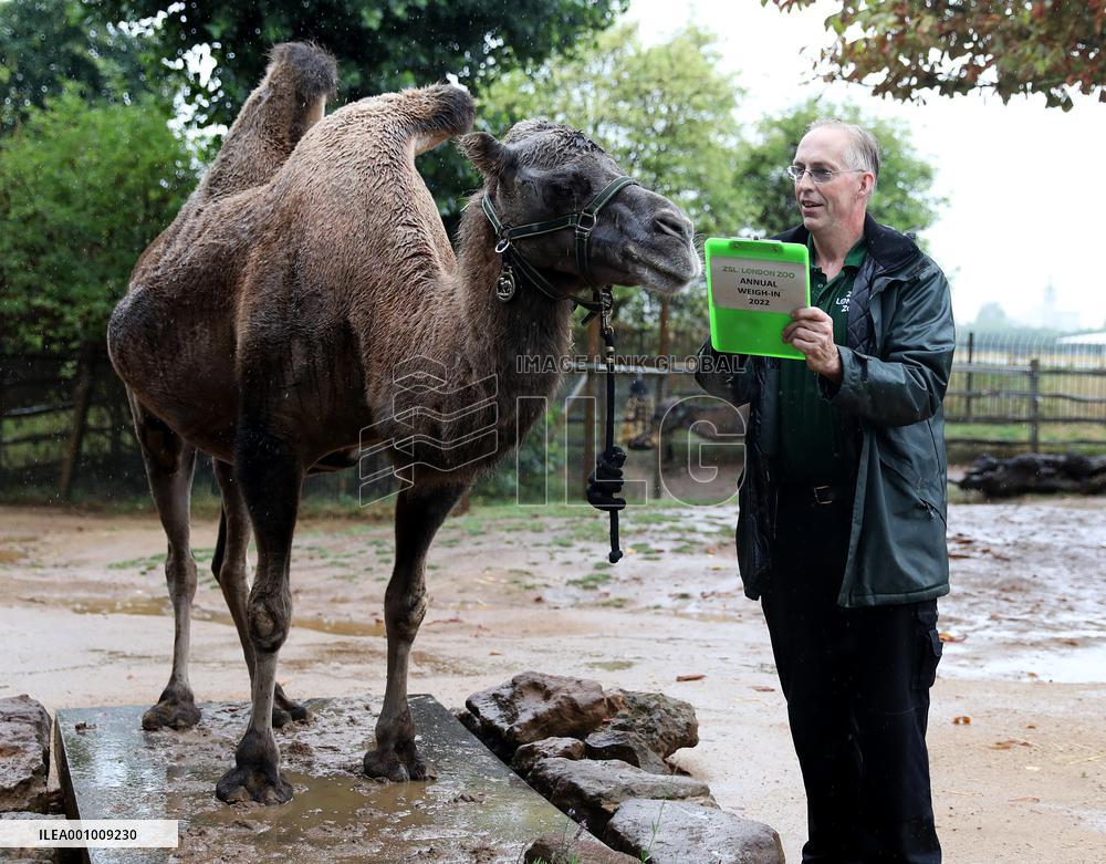 BRITAIN-LONDON-ZSL LONDON ZOO-ANNUAL WEIGH-IN
