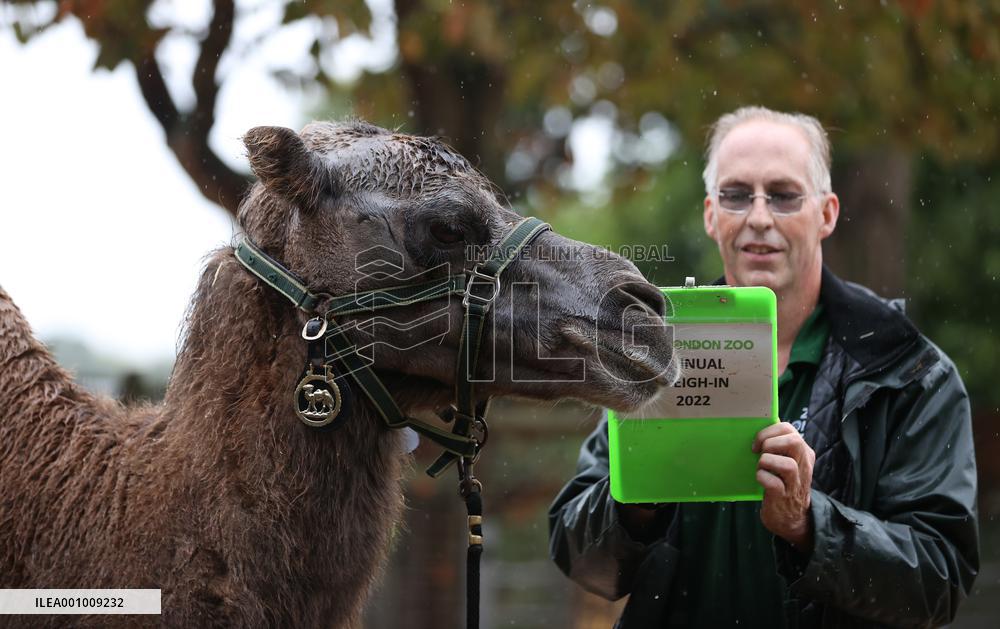 BRITAIN-LONDON-ZSL LONDON ZOO-ANNUAL WEIGH-IN