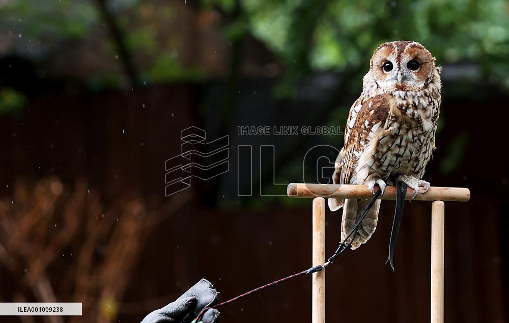 BRITAIN-LONDON-ZSL LONDON ZOO-ANNUAL WEIGH-IN