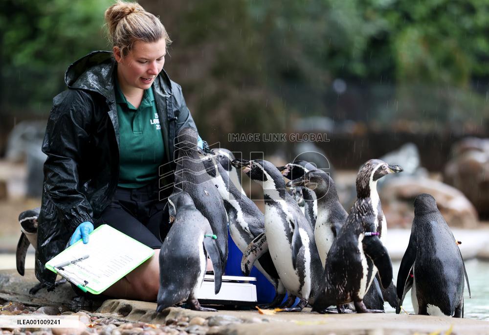 BRITAIN-LONDON-ZSL LONDON ZOO-ANNUAL WEIGH-IN