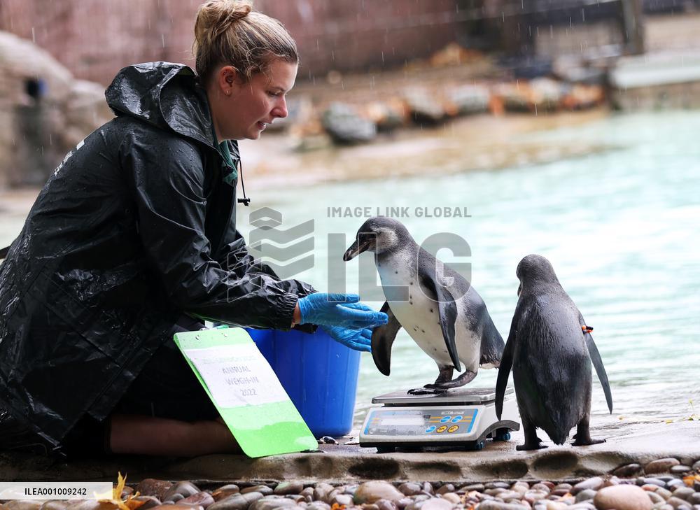 BRITAIN-LONDON-ZSL LONDON ZOO-ANNUAL WEIGH-IN