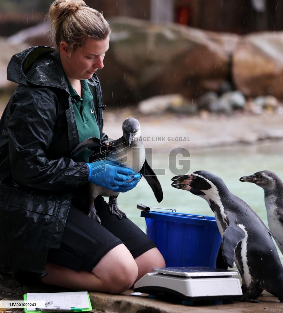 BRITAIN-LONDON-ZSL LONDON ZOO-ANNUAL WEIGH-IN