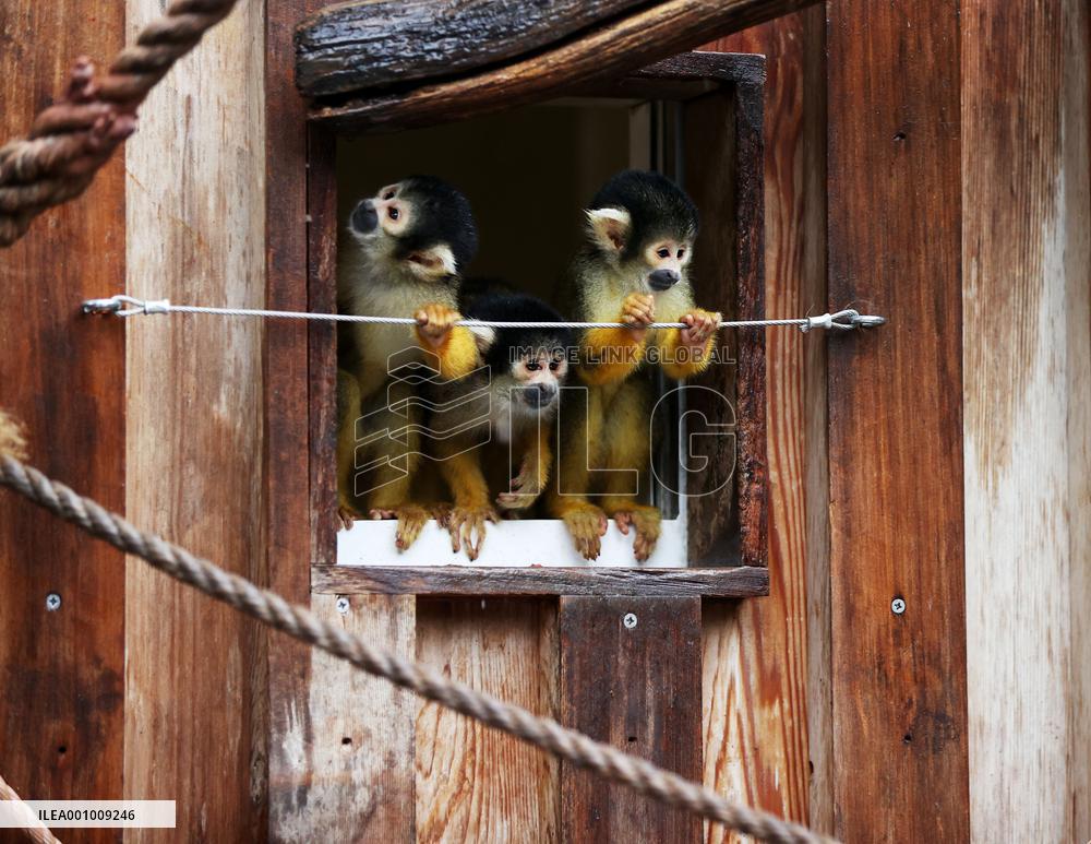 BRITAIN-LONDON-ZSL LONDON ZOO-ANNUAL WEIGH-IN