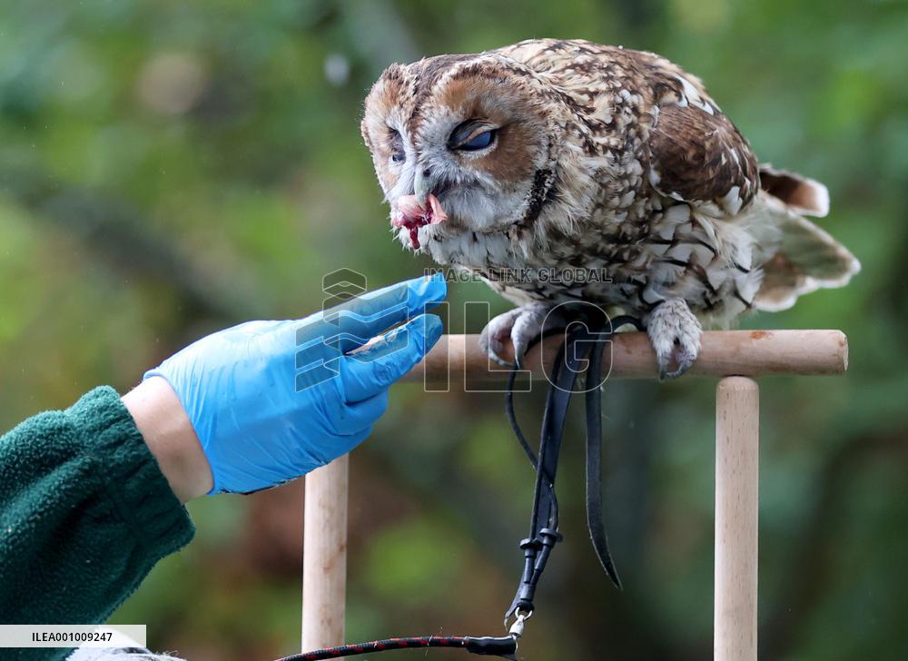 BRITAIN-LONDON-ZSL LONDON ZOO-ANNUAL WEIGH-IN