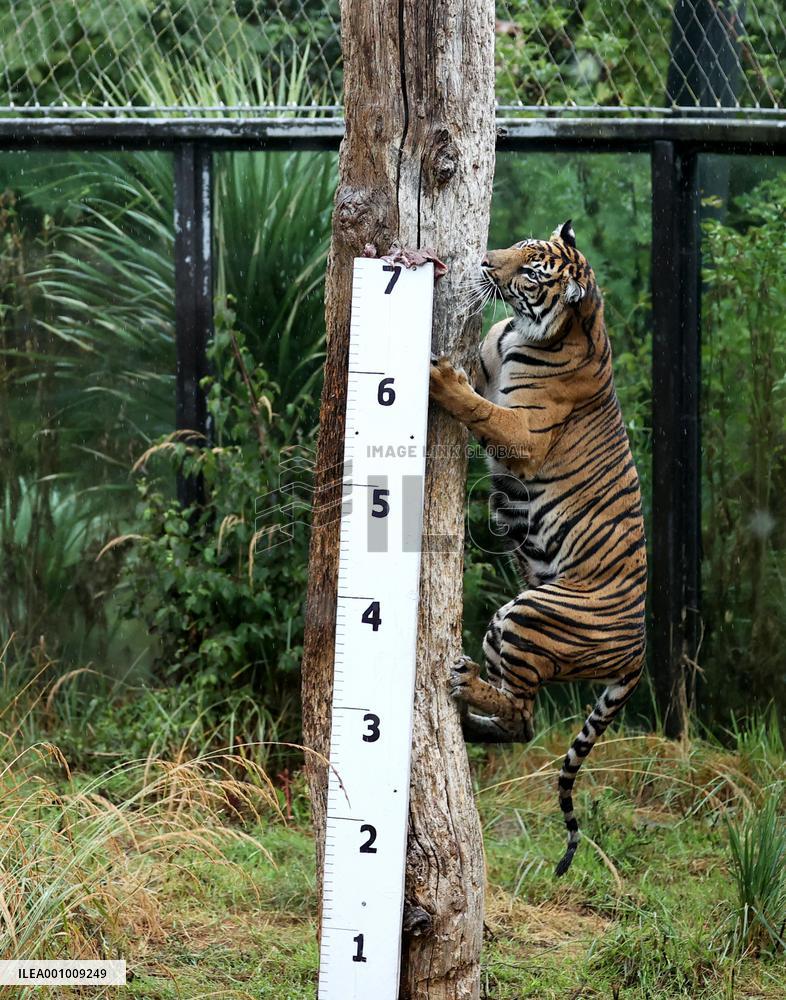 BRITAIN-LONDON-ZSL LONDON ZOO-ANNUAL WEIGH-IN