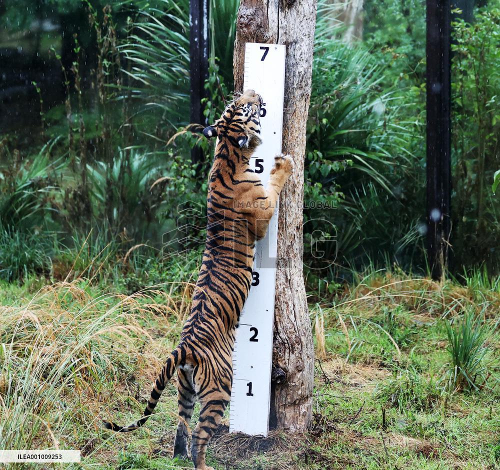 BRITAIN-LONDON-ZSL LONDON ZOO-ANNUAL WEIGH-IN