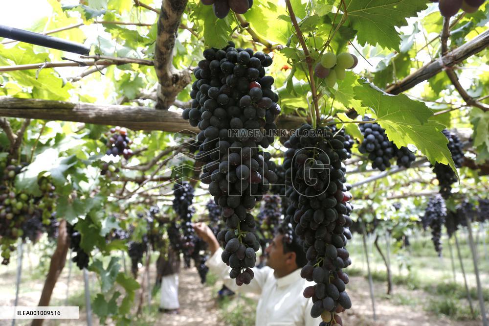 YEMEN-SANAA-GRAPE-HARVEST