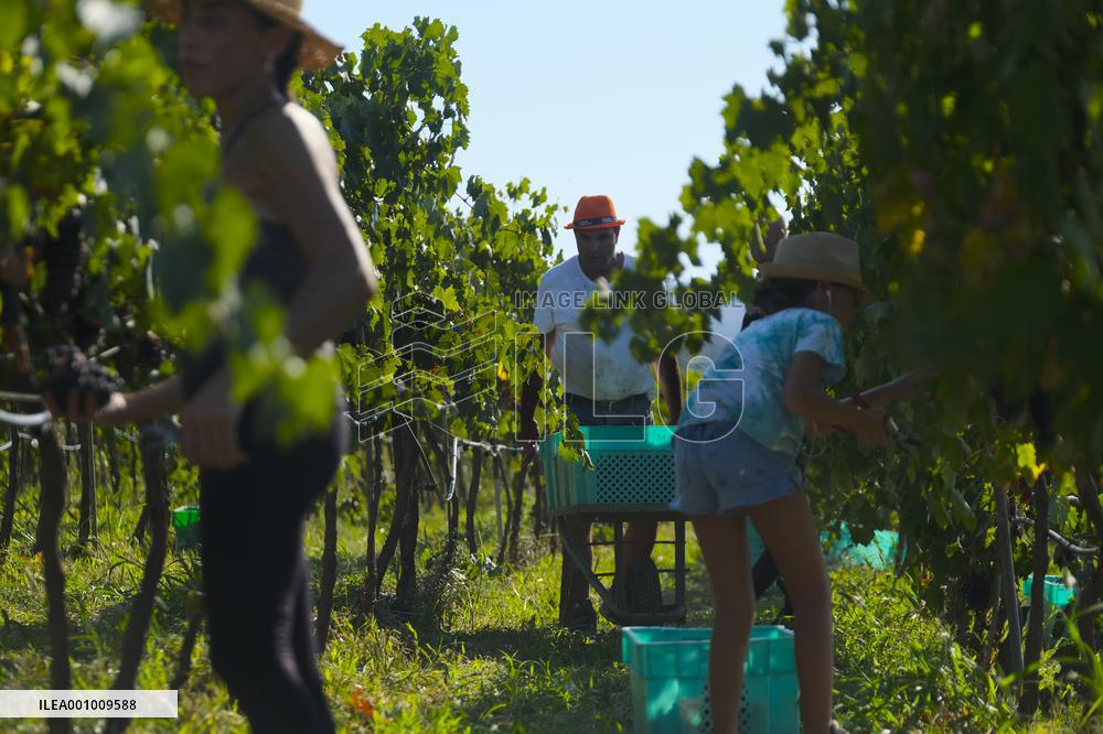 MALTA-MOSTA-GRAPE-HARVEST