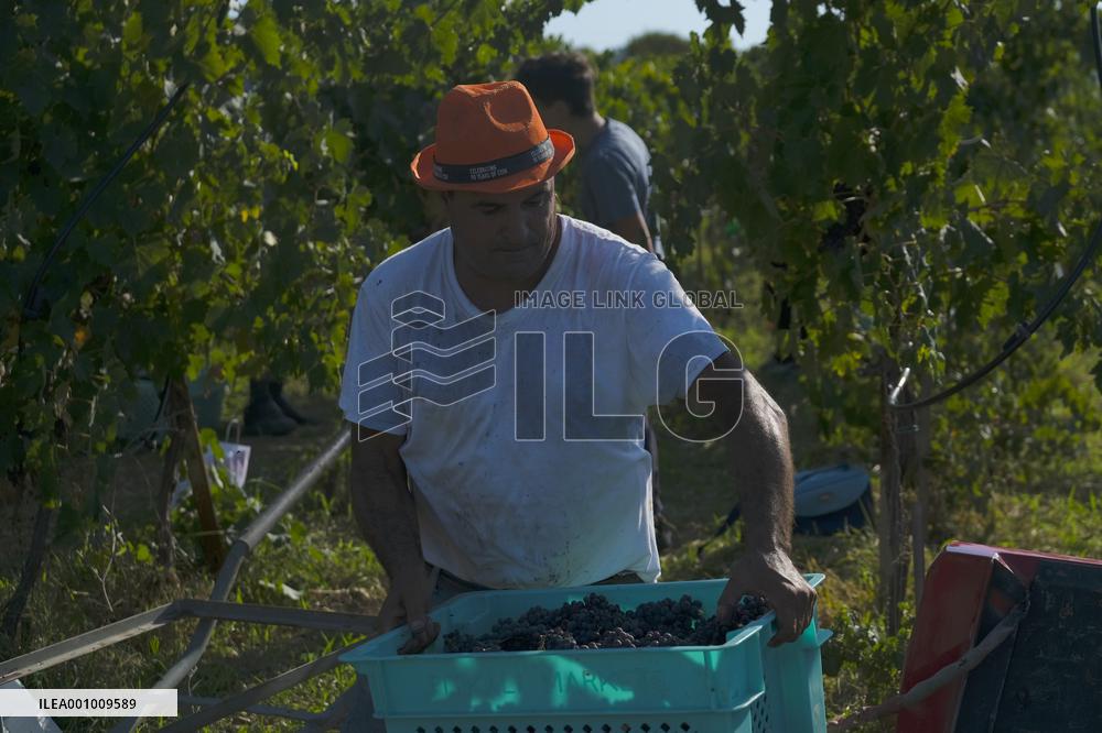 MALTA-MOSTA-GRAPE-HARVEST