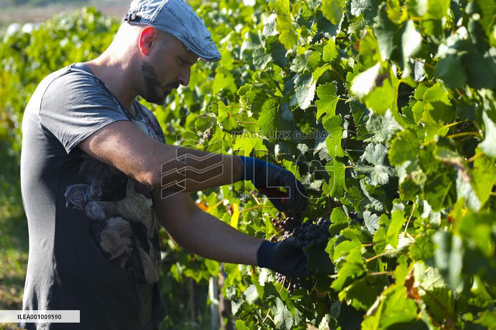 MALTA-MOSTA-GRAPE-HARVEST