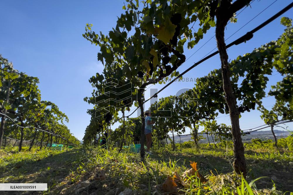 MALTA-MOSTA-GRAPE-HARVEST