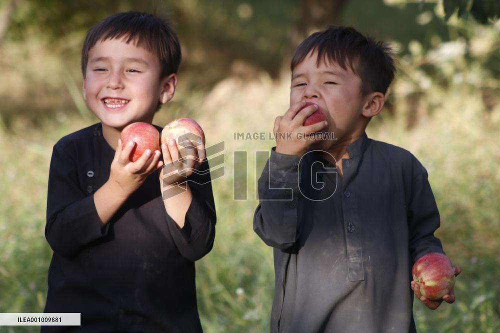 AFGHANISTAN-SAMANGAN-APPLE-HARVEST