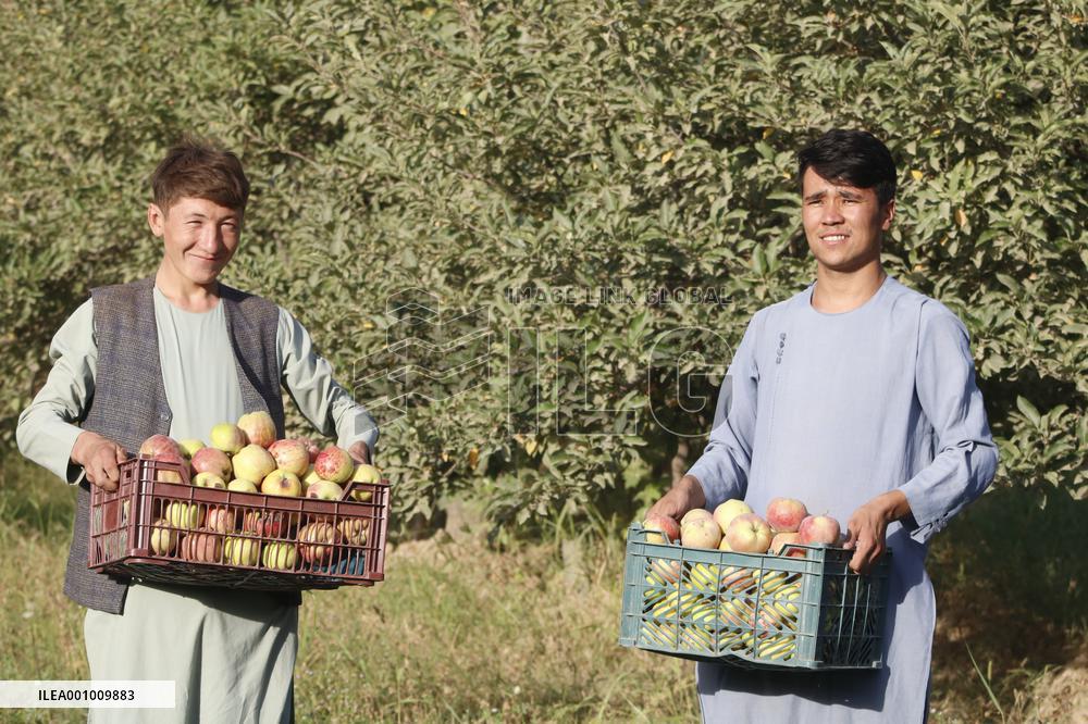 AFGHANISTAN-SAMANGAN-APPLE-HARVEST