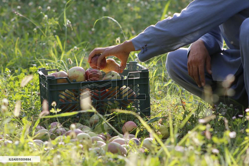 AFGHANISTAN-SAMANGAN-APPLE-HARVEST