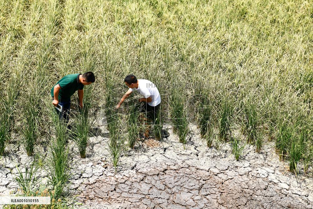 CHINA-GUIZHOU-DROUGHT (CN)