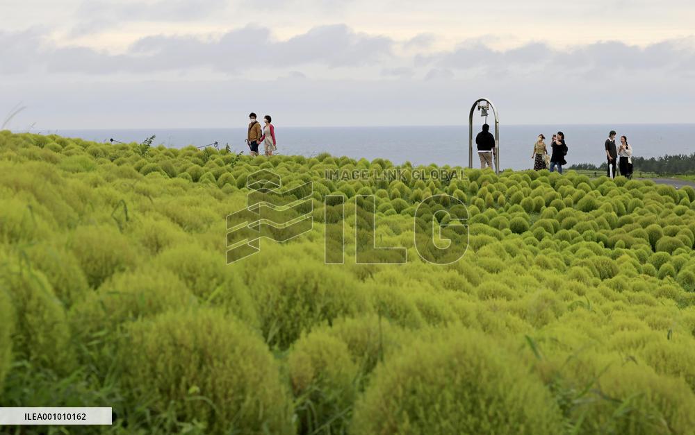 Kochia at seaside park in eastern Japan