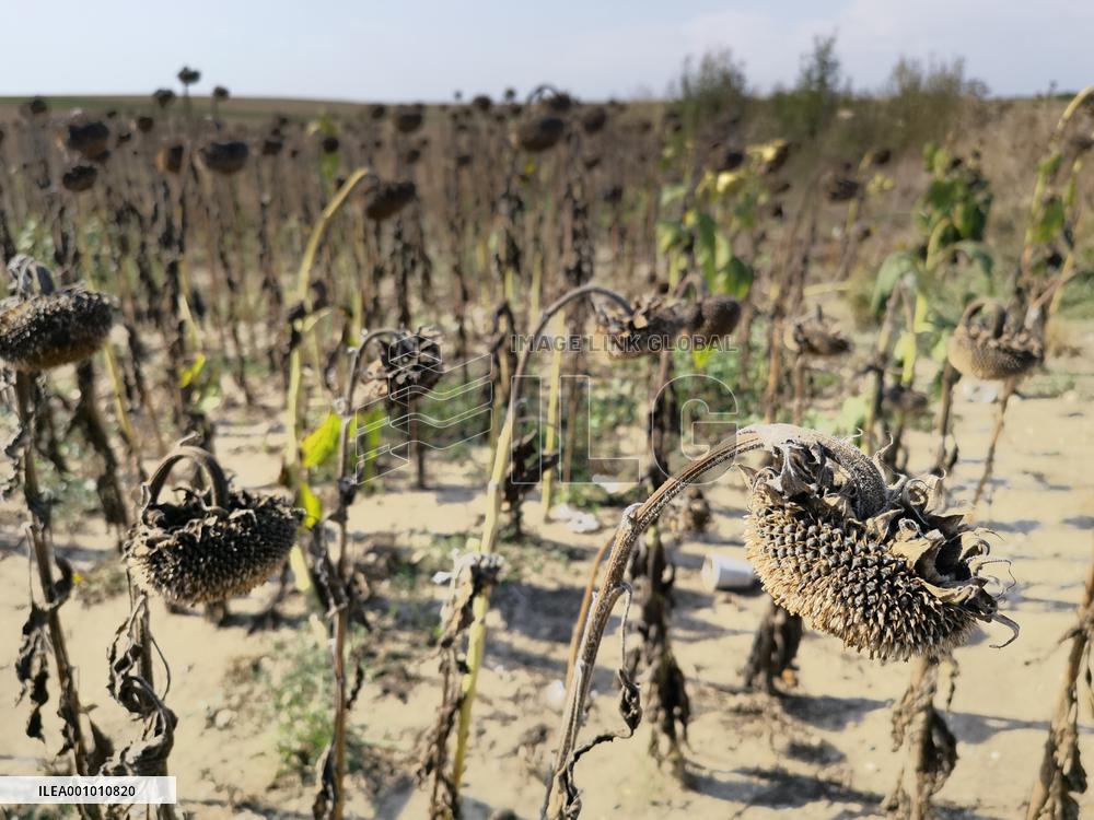 ROMANIA-TELEORMAN-DROUGHT