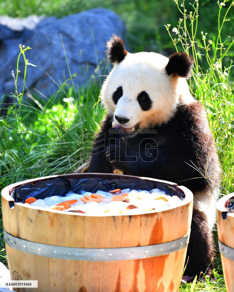GERMANY-BERLIN-GIANT PANDA TWINS-THIRD BIRTHDAY