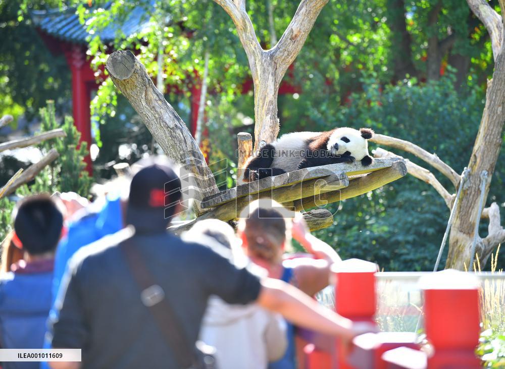 GERMANY-BERLIN-GIANT PANDA TWINS-THIRD BIRTHDAY