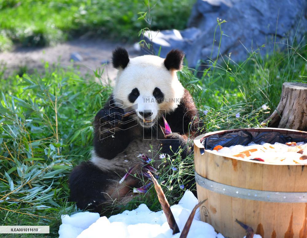 GERMANY-BERLIN-GIANT PANDA TWINS-THIRD BIRTHDAY