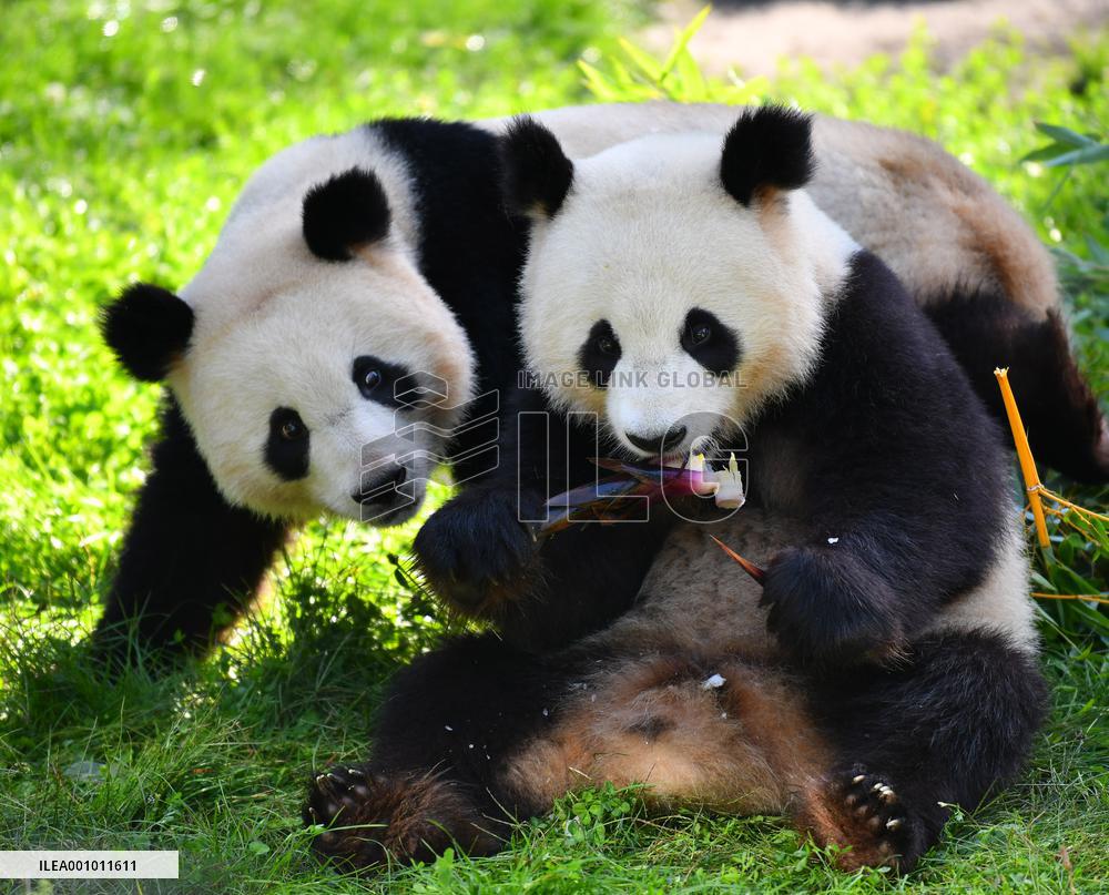 GERMANY-BERLIN-GIANT PANDA TWINS-THIRD BIRTHDAY
