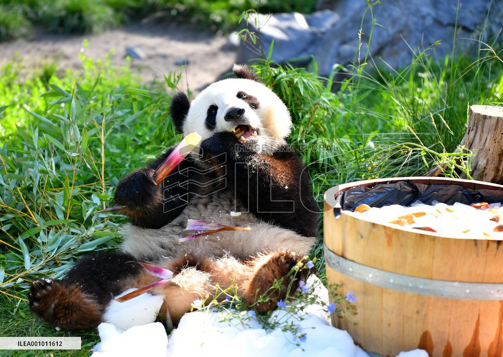 GERMANY-BERLIN-GIANT PANDA TWINS-THIRD BIRTHDAY